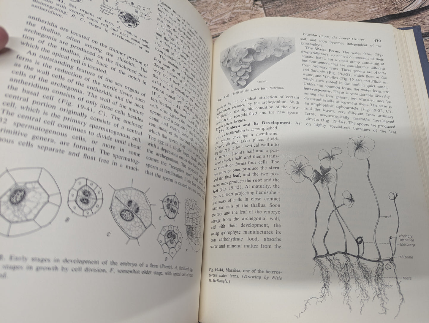 Botany college textbook 3rd edition 1960 great for junk journals collage ephemera nature journals, art journals, glue books