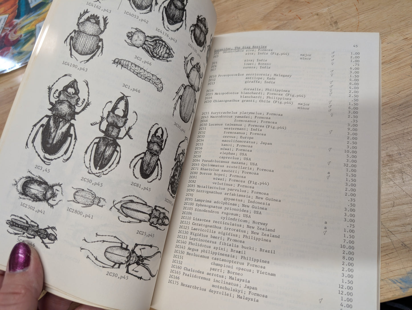 Insects and related fauna from combined scientific supplies vintage etymology guidebook