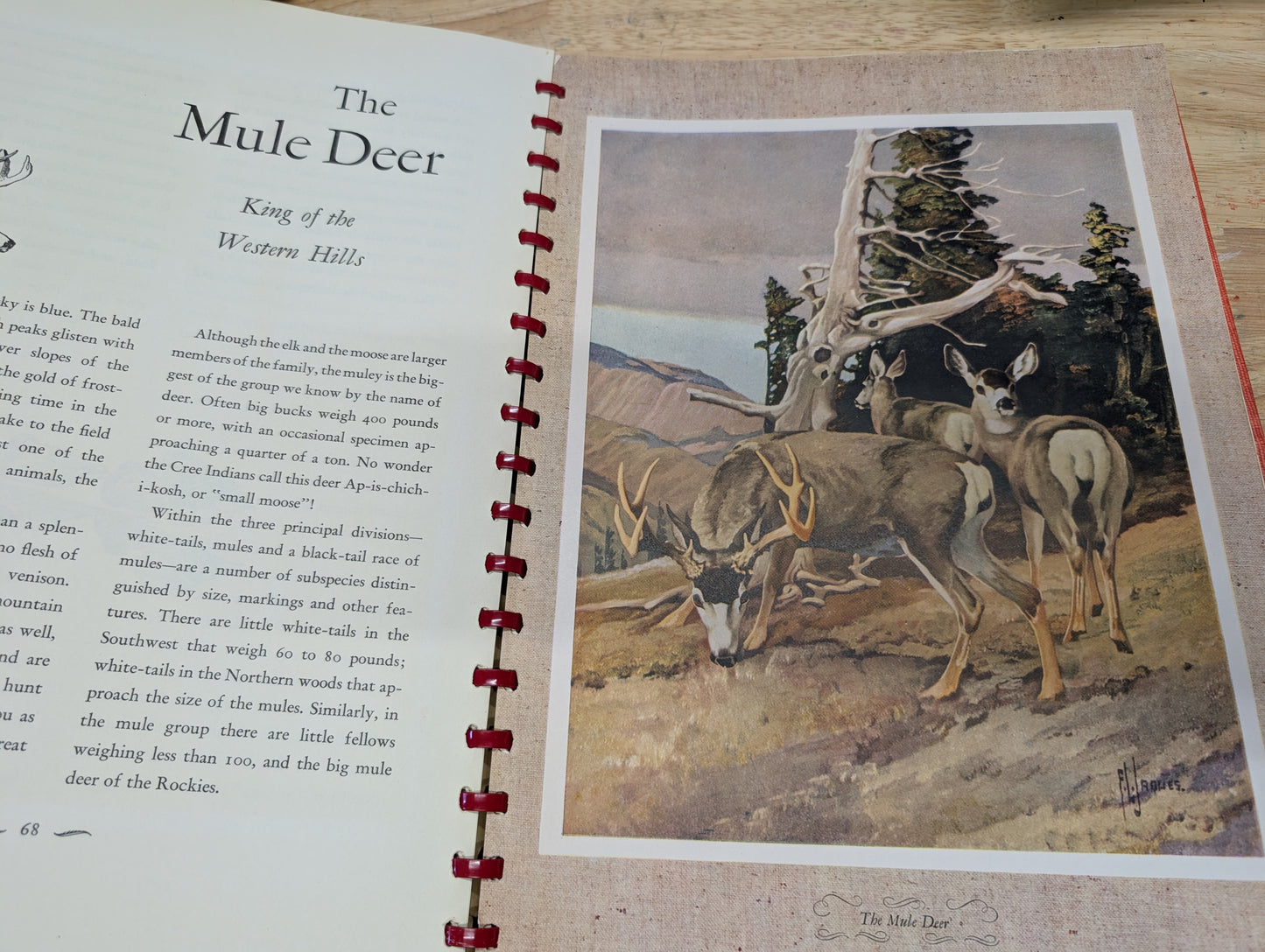 Outdoor life's gallery of North American game 1946 vintage coffee table book