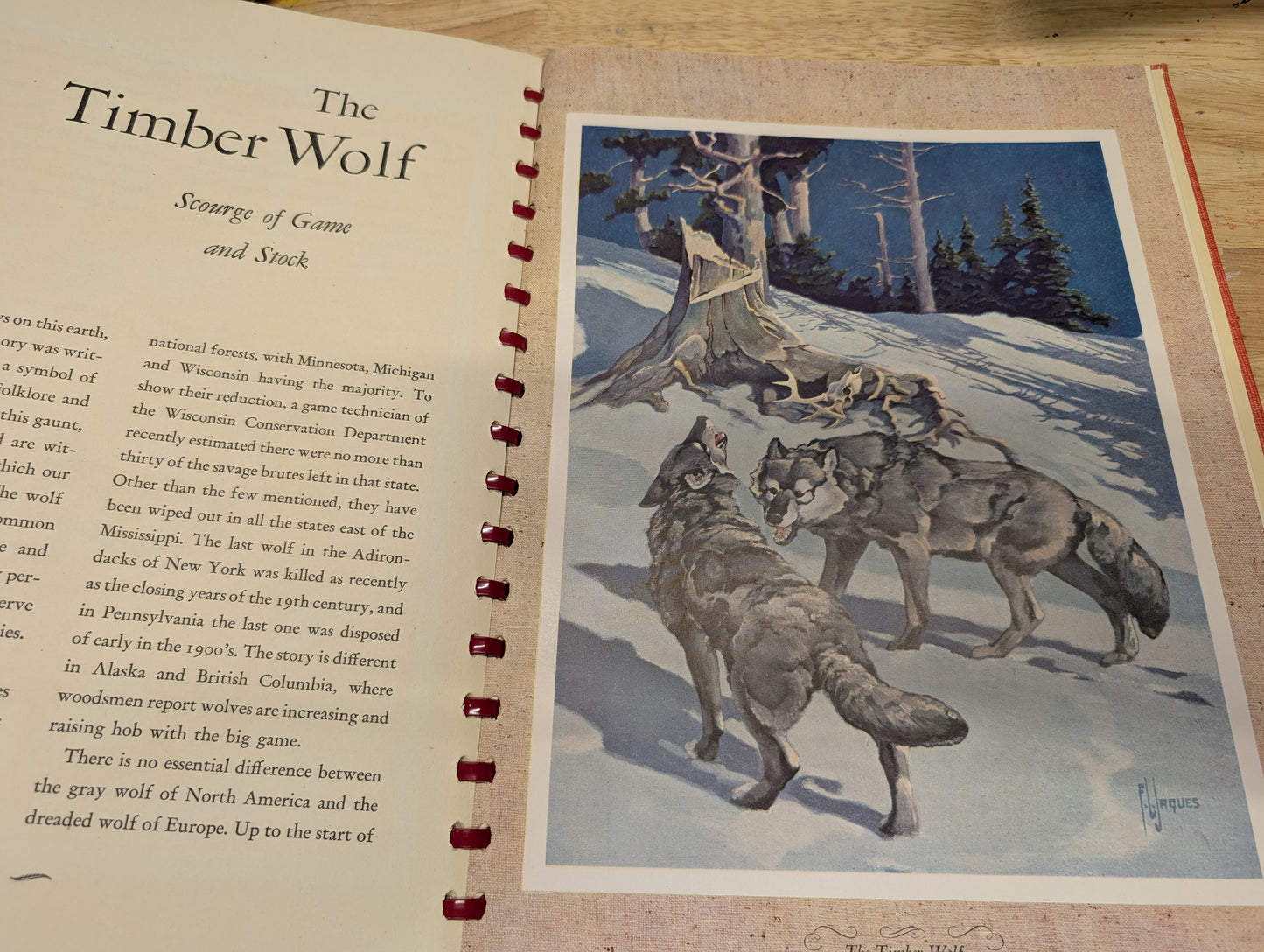 Outdoor life's gallery of North American game 1946 vintage coffee table book