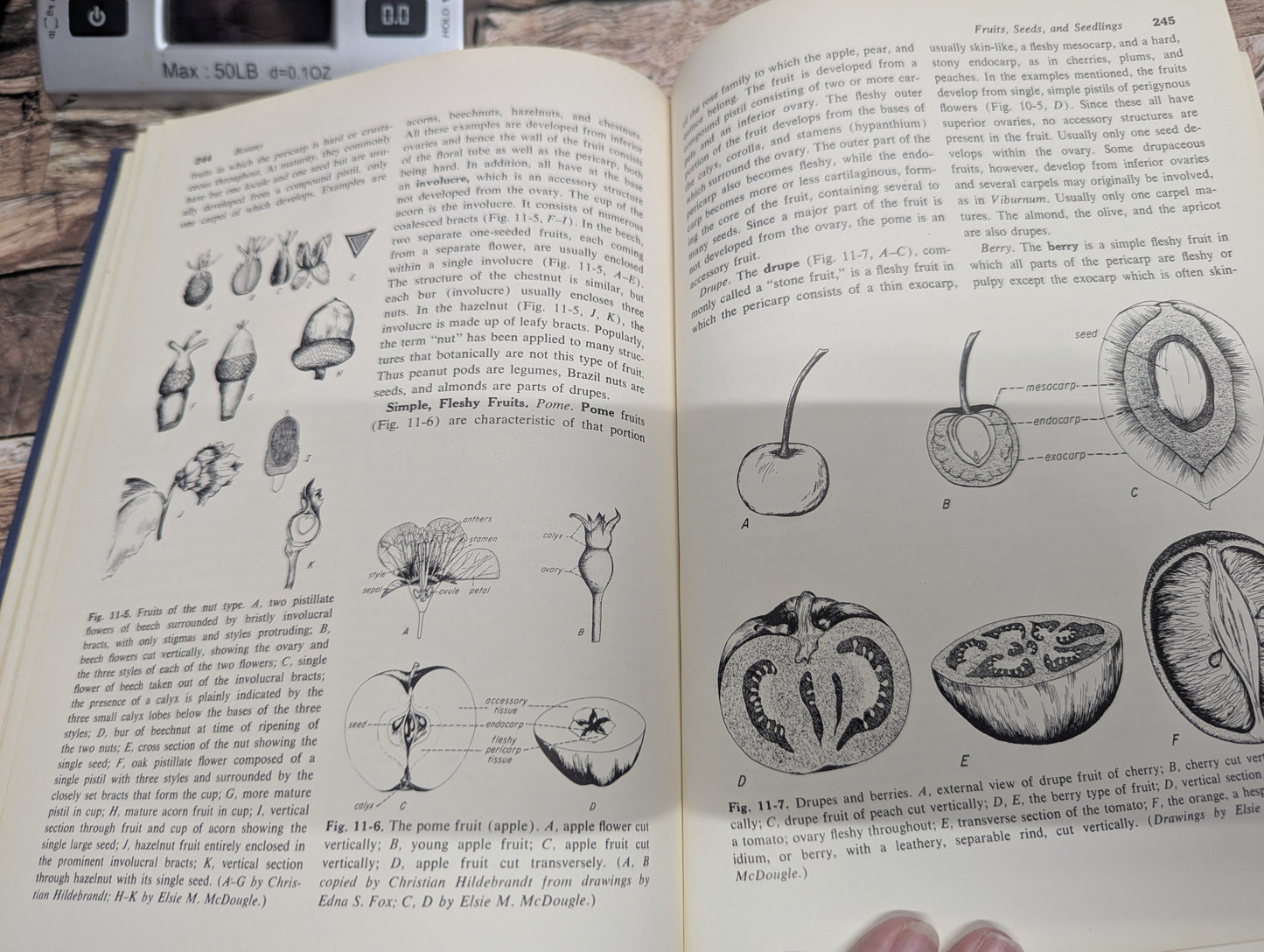 Botany college textbook 3rd edition 1960 great for junk journals collage ephemera nature journals, art journals, glue books