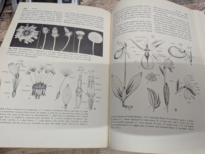 Botany college textbook 3rd edition 1960 great for junk journals collage ephemera nature journals, art journals, glue books