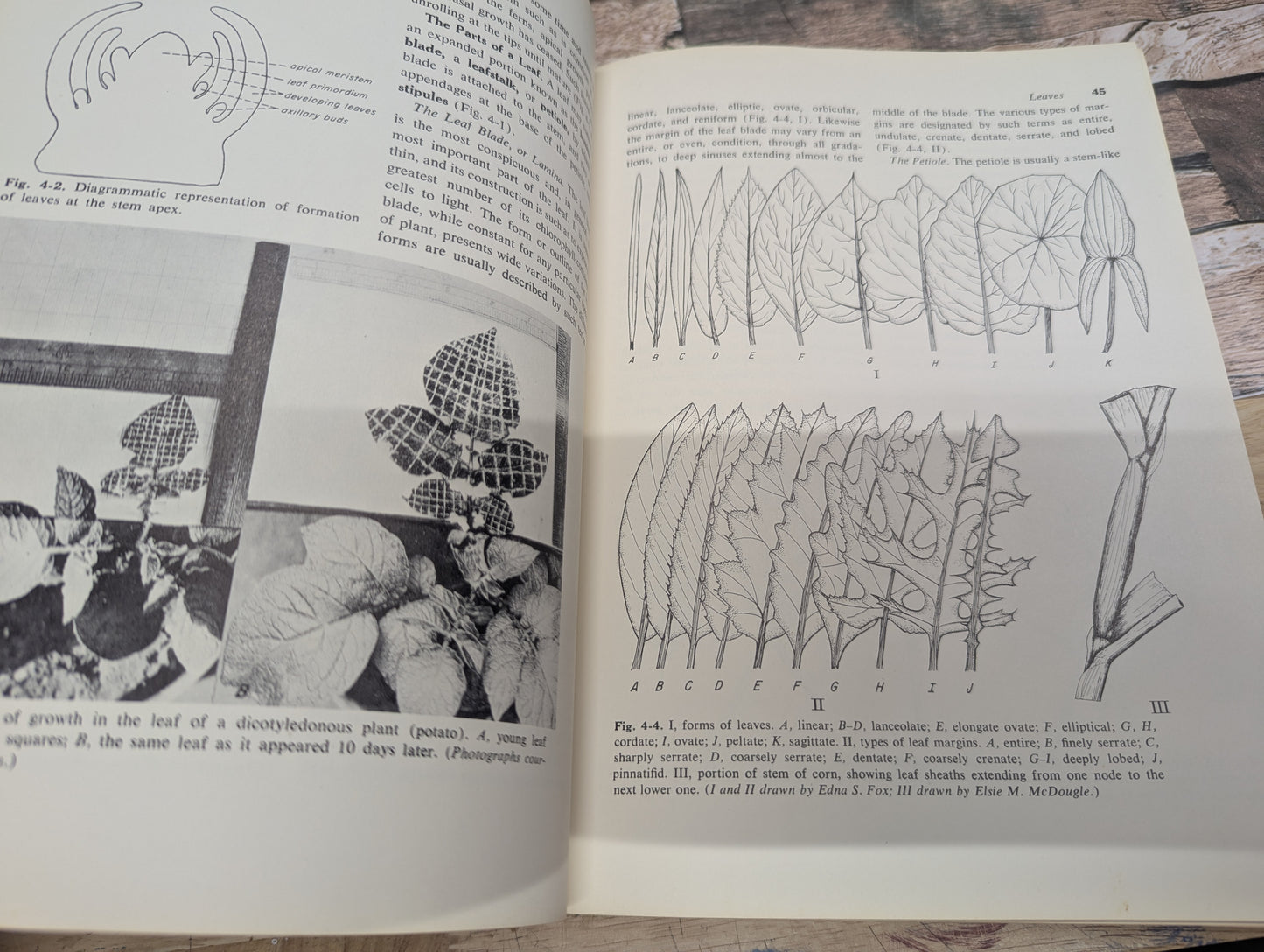 Botany college textbook 3rd edition 1960 great for junk journals collage ephemera nature journals, art journals, glue books