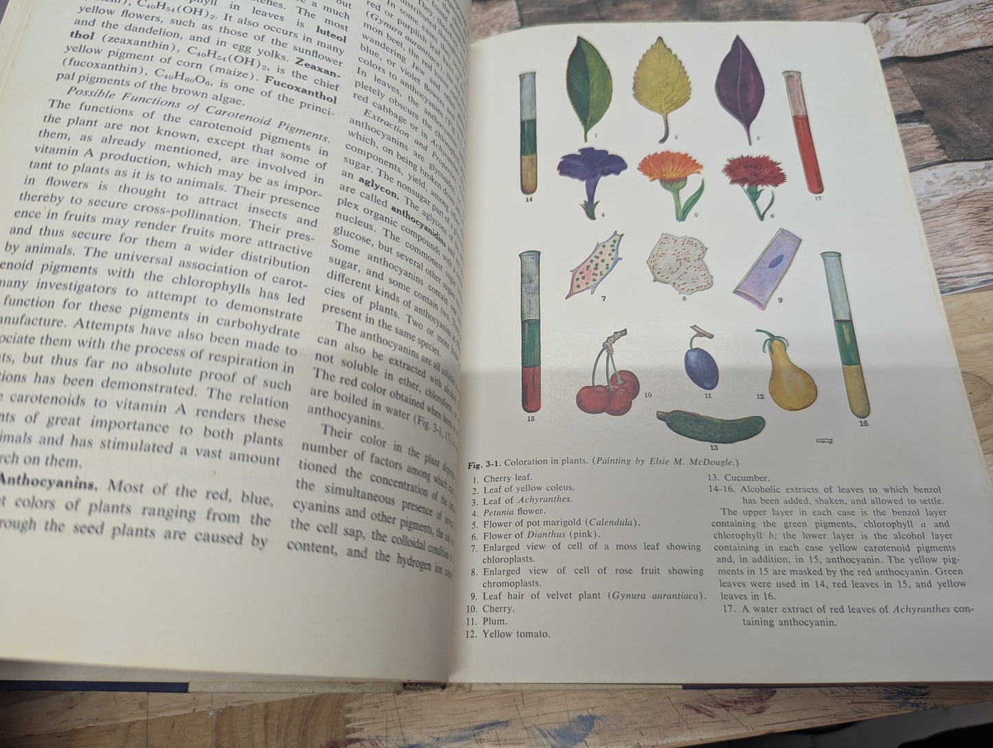 Botany college textbook 3rd edition 1960 great for junk journals collage ephemera nature journals, art journals, glue books