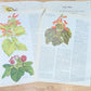Nature and Botanical Collage Pack 50+ Pieces for Gluebook Art Journal Junk Journal Vintage Paper Crafts