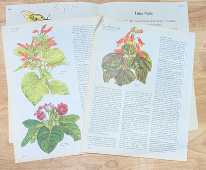 Nature and Botanical Collage Pack 50+ Pieces for Gluebook Art Journal Junk Journal Vintage Paper Crafts