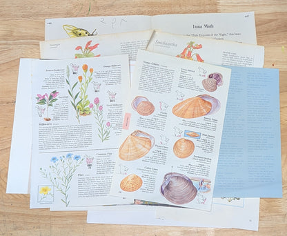 Nature and Botanical Collage Pack 50+ Pieces for Gluebook Art Journal Junk Journal Vintage Paper Crafts
