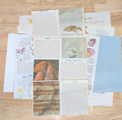 Nature and Botanical Collage Pack 50+ Pieces for Gluebook Art Journal Junk Journal Vintage Paper Crafts