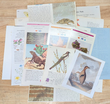 Nature and Botanical Collage Pack 50+ Pieces for Gluebook Art Journal Junk Journal Vintage Paper Crafts