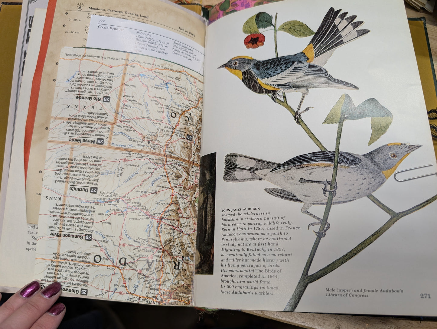 Nature Supply Journal - The Birds