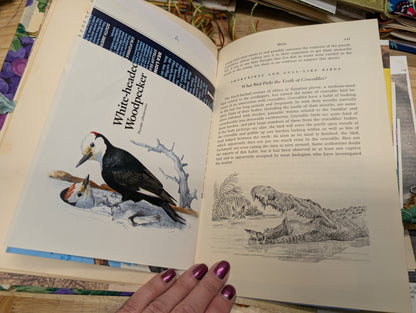 Nature Supply Journal - Grapevine Cover