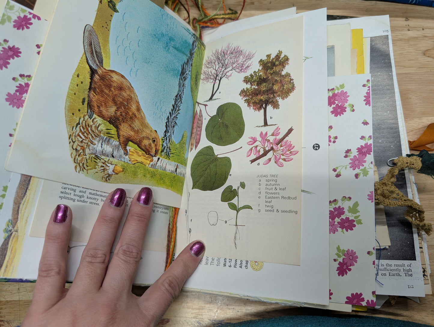 Nature Supply Journal - Grapevine Cover