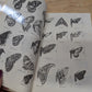 Insects and related fauna from combined scientific supplies vintage etymology guidebook