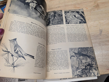 The bird book a picture album of American birds by Leon Augustus hausman special fawcett How to book 1955