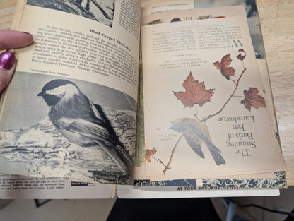 The bird book a picture album of American birds by Leon Augustus hausman special fawcett How to book 1955