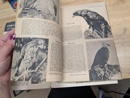 The bird book a picture album of American birds by Leon Augustus hausman special fawcett How to book 1955