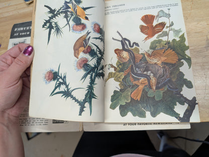 The bird book a picture album of American birds by Leon Augustus hausman special fawcett How to book 1955