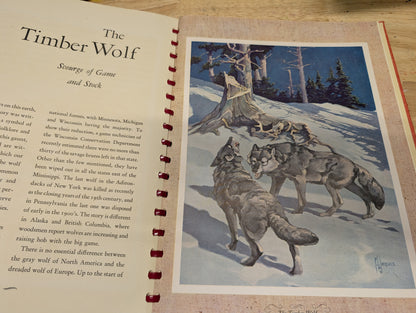 Outdoor life's gallery of North American game 1946 vintage coffee table book