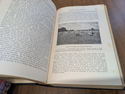 Feeds and feeding a handbook for the student and stockman by Frank b. Morrison 21st edition 50th anniversary 1948