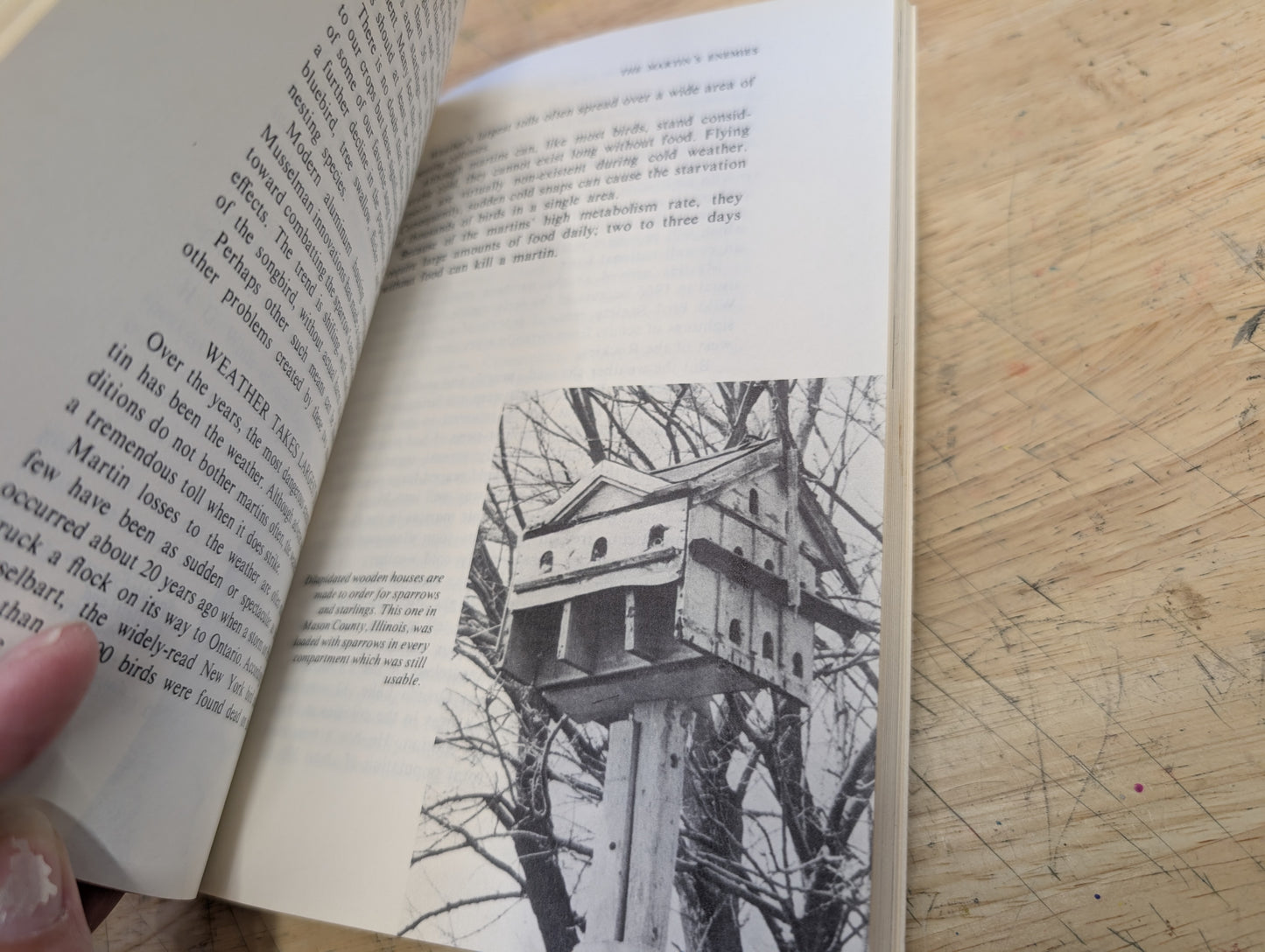 What you should know about the purple Martin by JL. Wade America's most wanted Bird 1971 third printing
