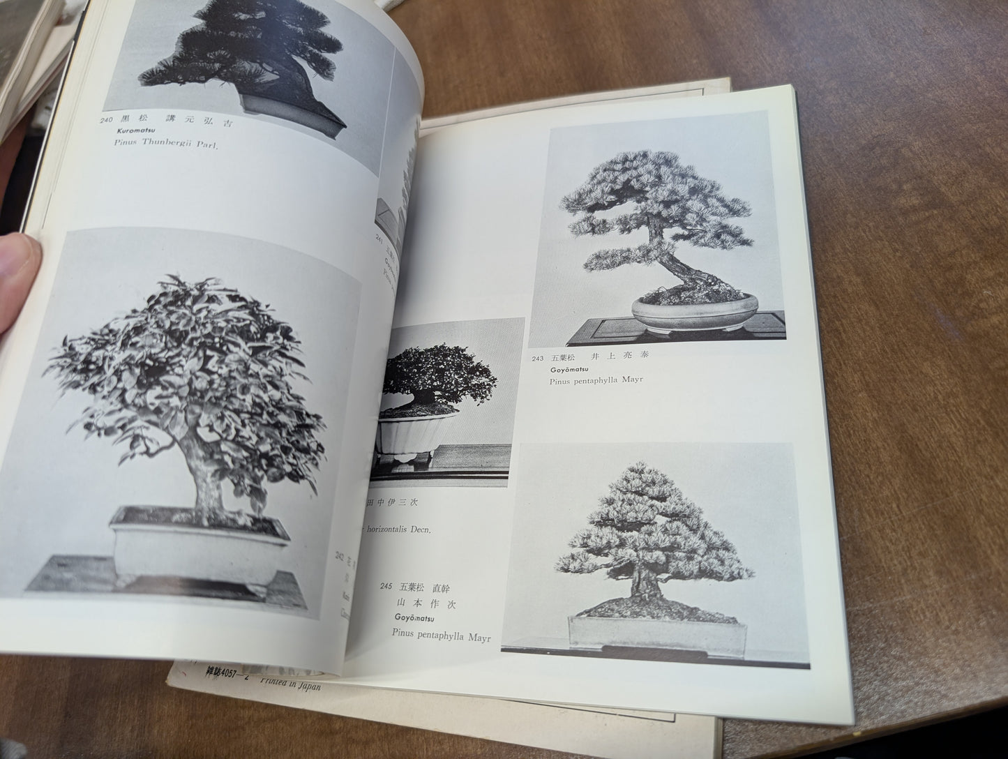 Vintage Japanese bonsai book and magazine 1964 1972, Tokyo Olympic edition